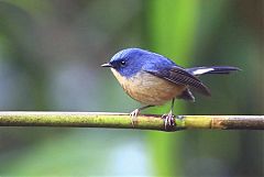 Slaty-blue Flycatcher